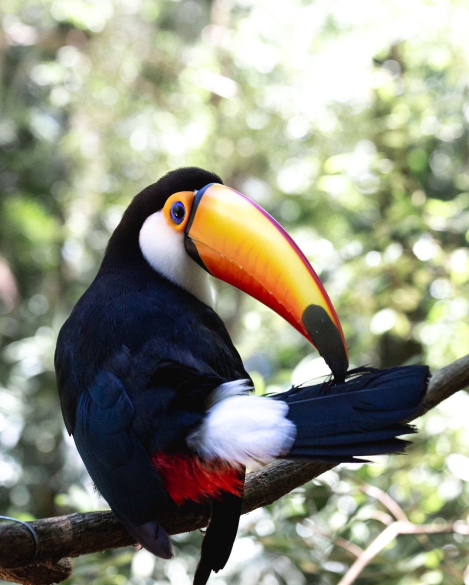 Белогрудый Тукан