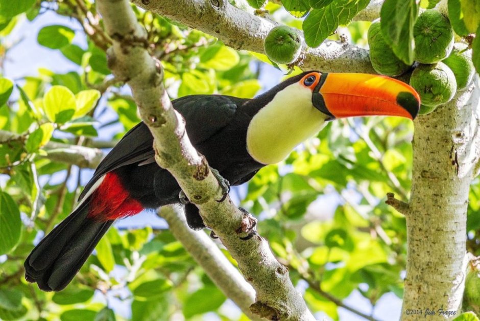 Лимонногорлый Тукан