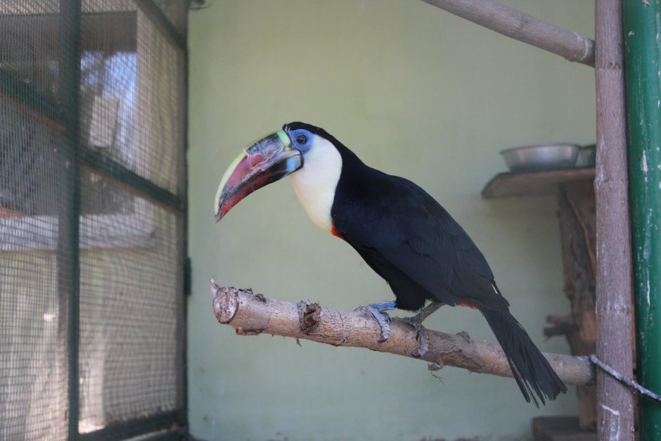 Белогрудый Тукан