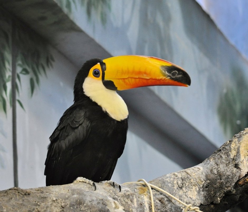 Клюв тукана