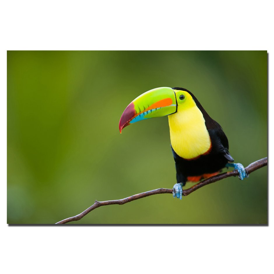 Тукан Барбет