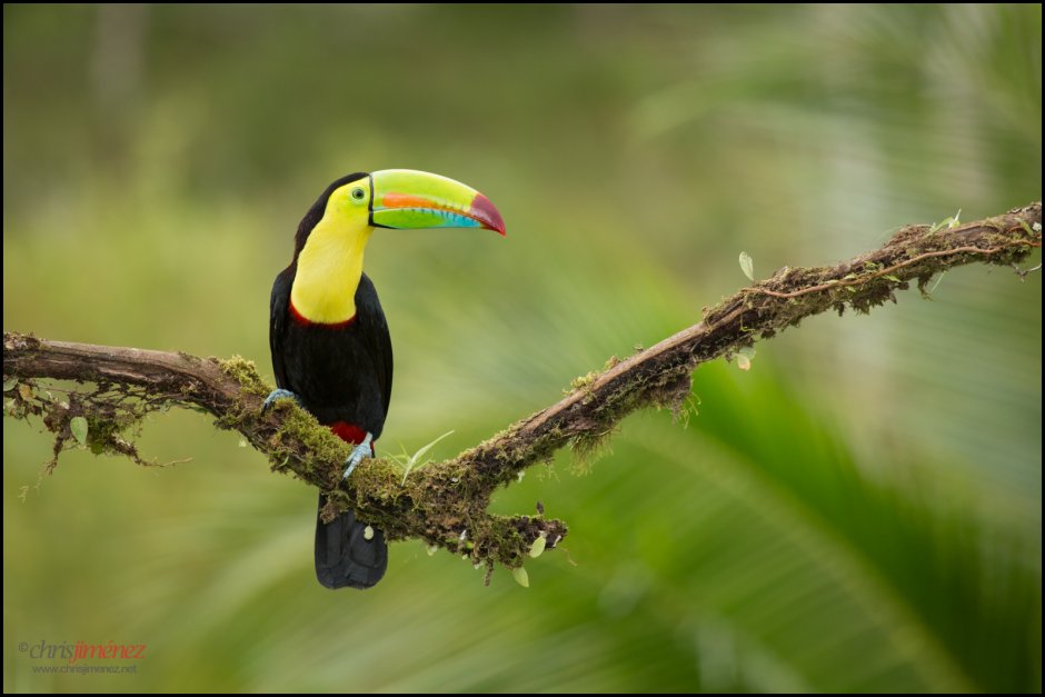 Австралийский изумрудный Тукан