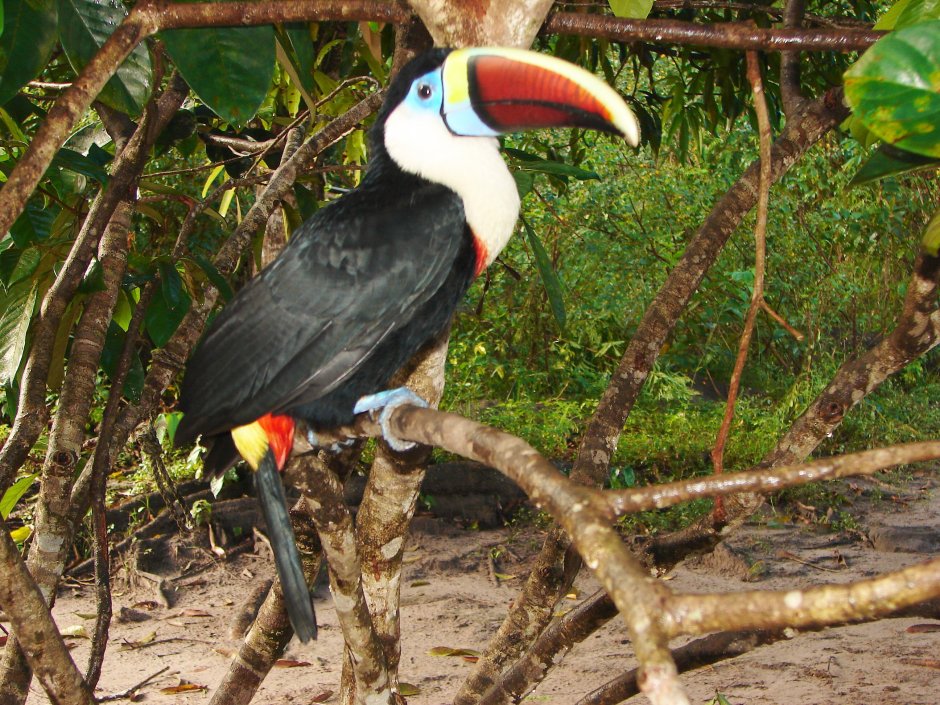 Бразилия птица Тукан