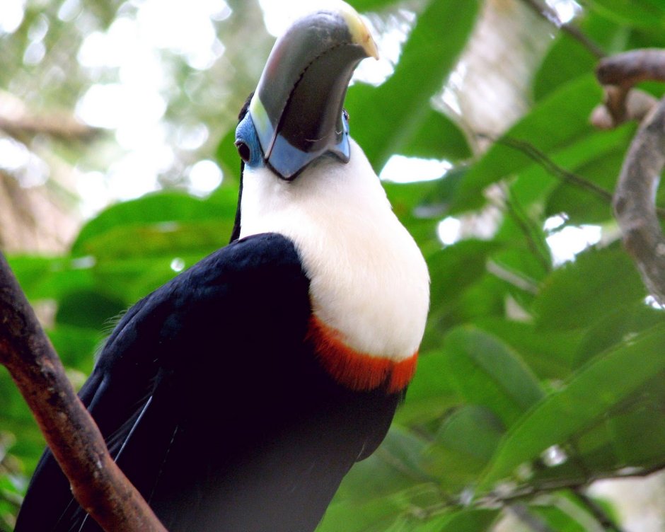 Белогрудый Тукан питание