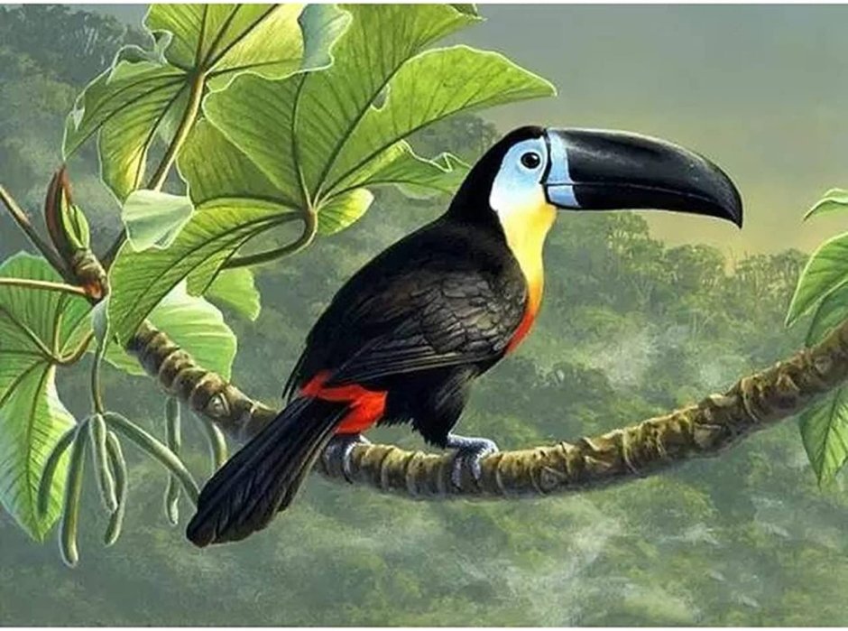 Птица Тукан место обитания