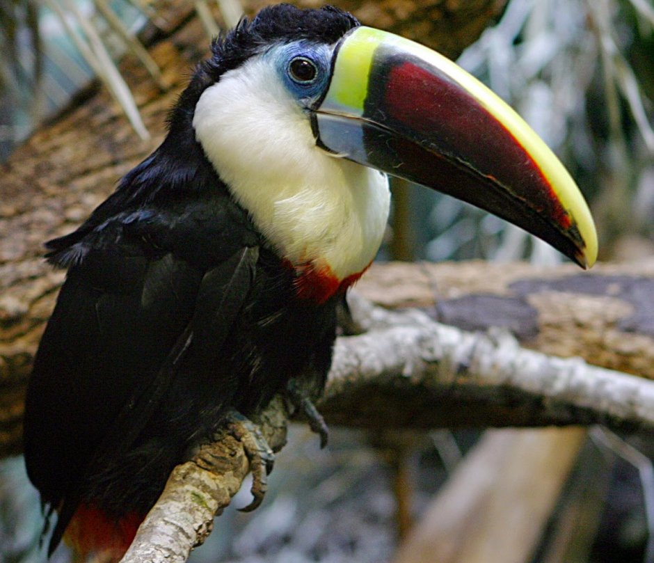 Ramphastos tucanus