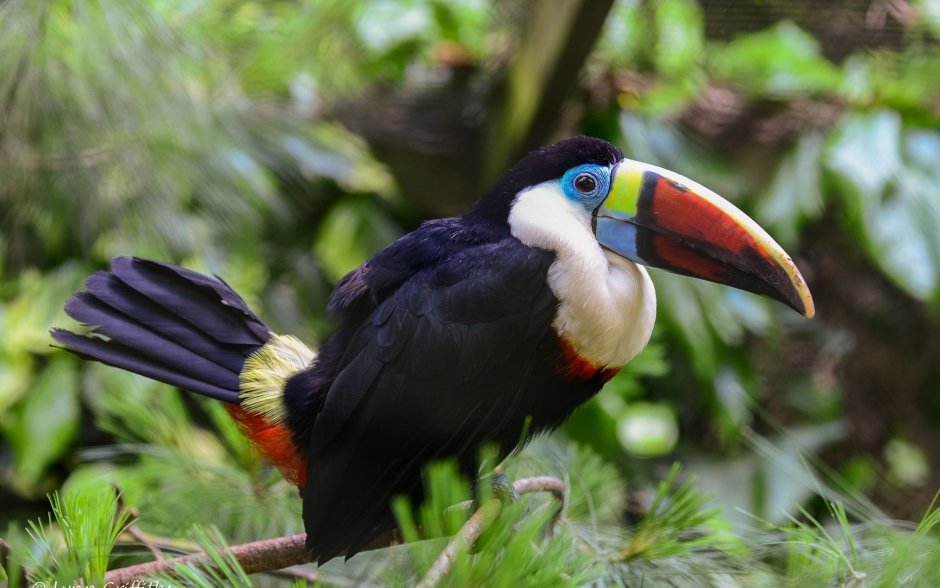 Кювьеров Тукан