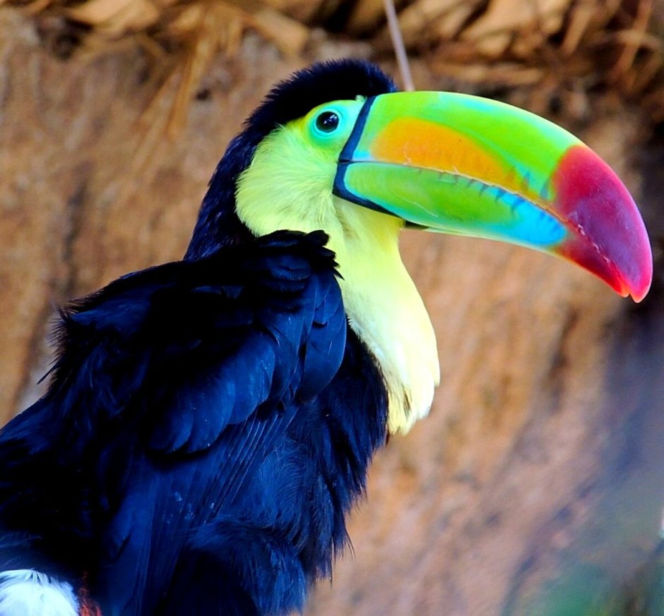 Гнездо тукана