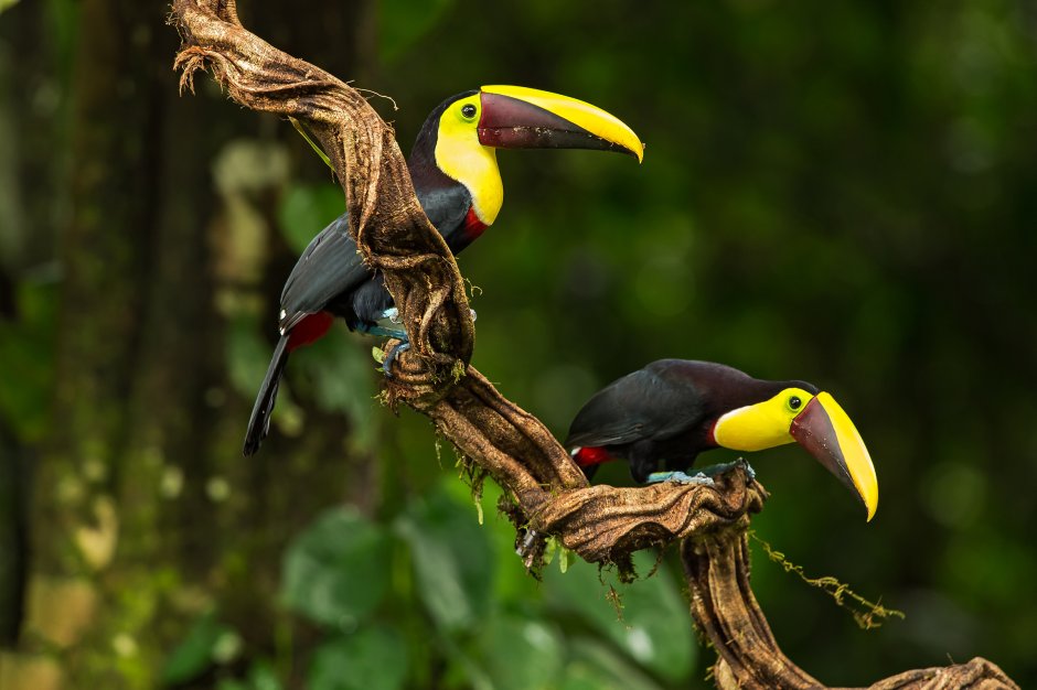 Амазонская Сельва Тукан