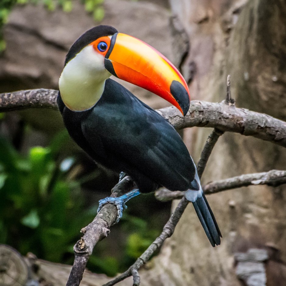 Тукан Мексика