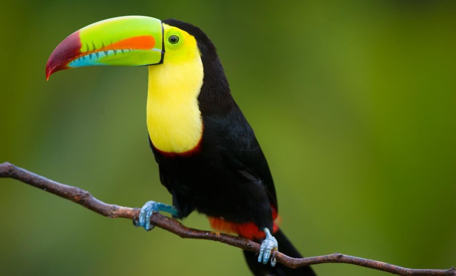 Птицы тропических лесов