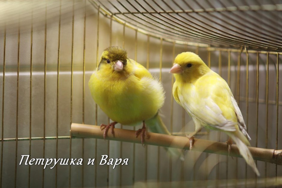 Кенар и канарейка отличия