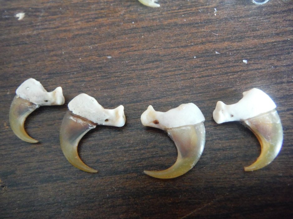 Skyrim Khajiit Claws