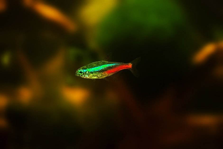 Neon Tetra Fish