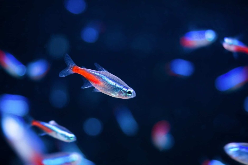Neon Tetra Fish