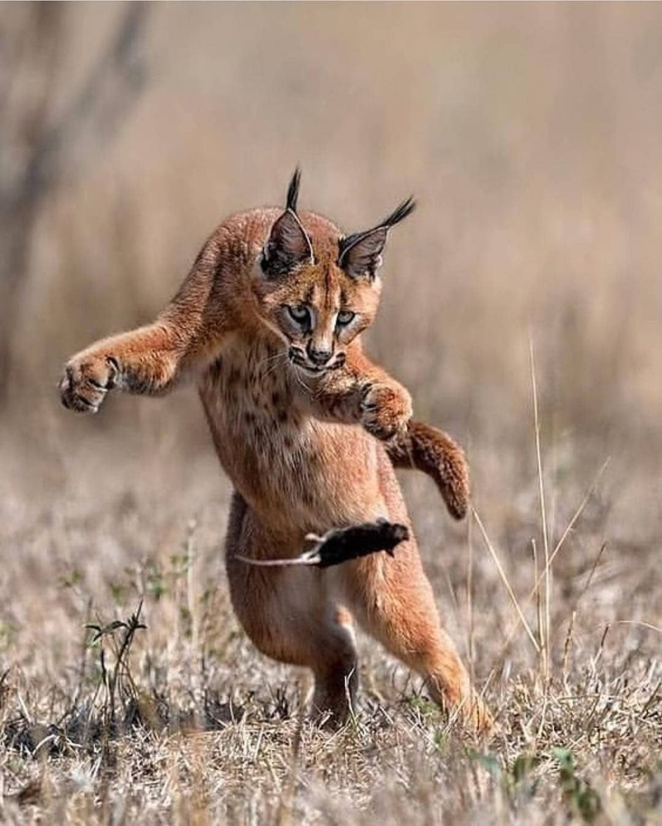 Lynx issiodorensis