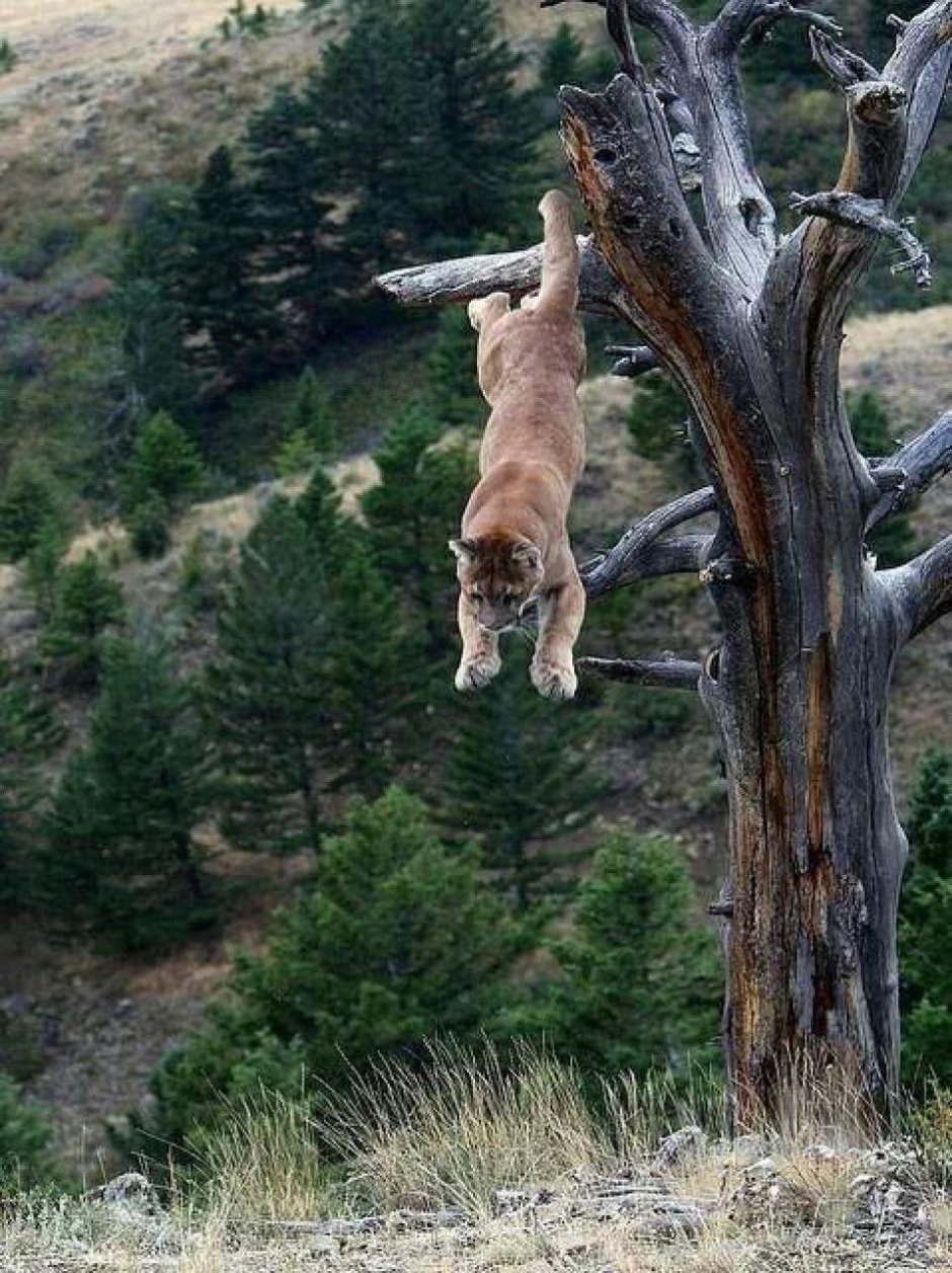 Lynx Taxidermy