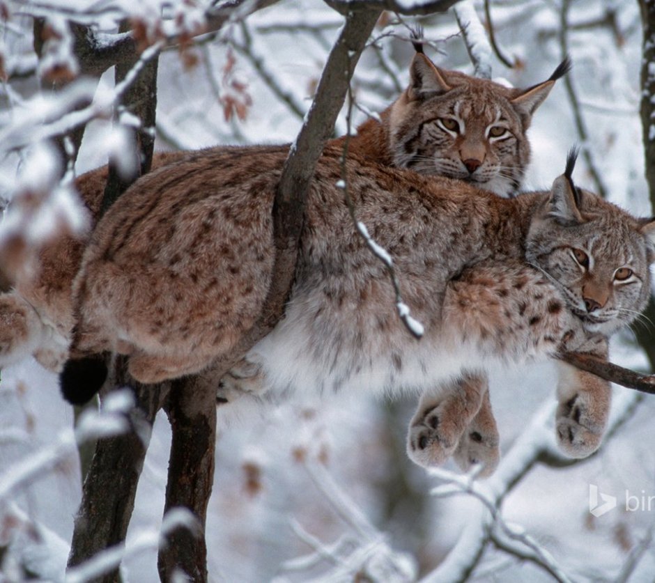 Обыкновенная Рысь Lynx Lynx