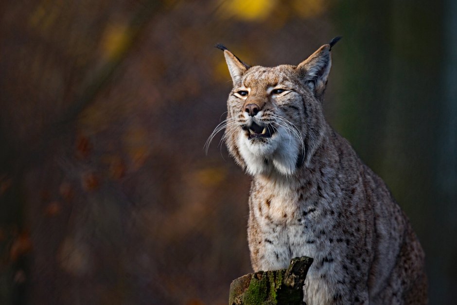 Обыкновенная Рысь Lynx Lynx