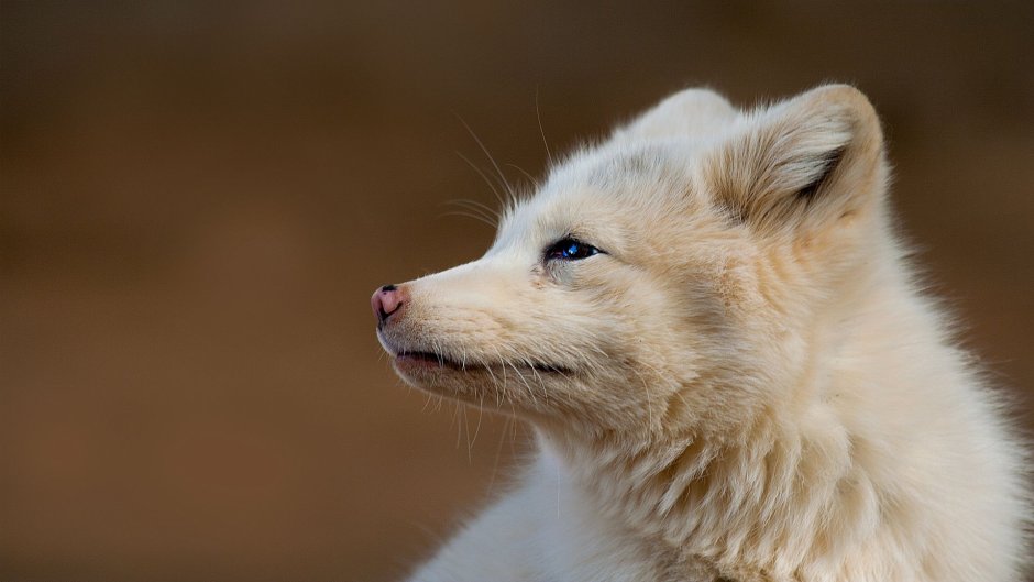 Мраморная лиса (Marble Fox)