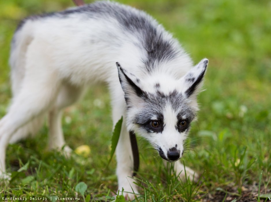 Мраморная лиса (Marble Fox)