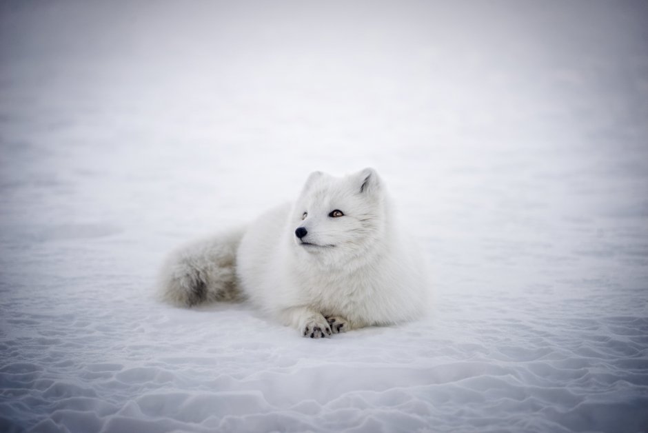 Мраморная лиса (Marble Fox)