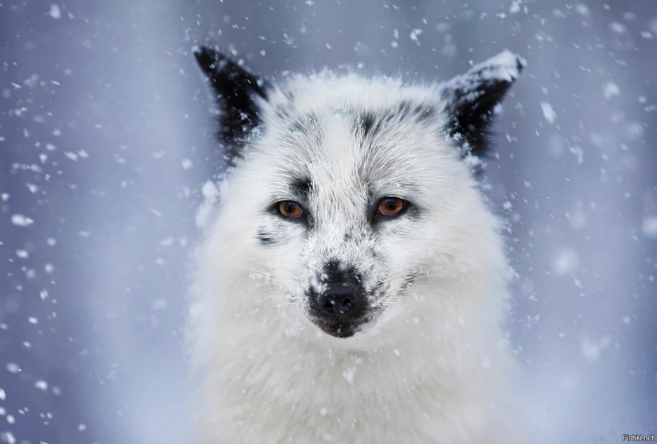Мраморная лиса (Marble Fox)