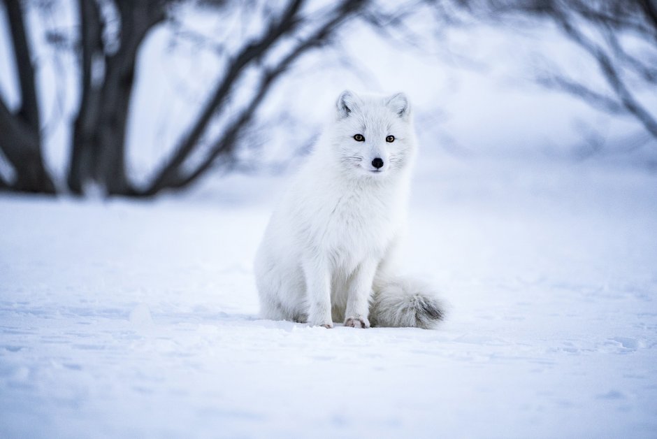 Мраморная лиса (Marble Fox)
