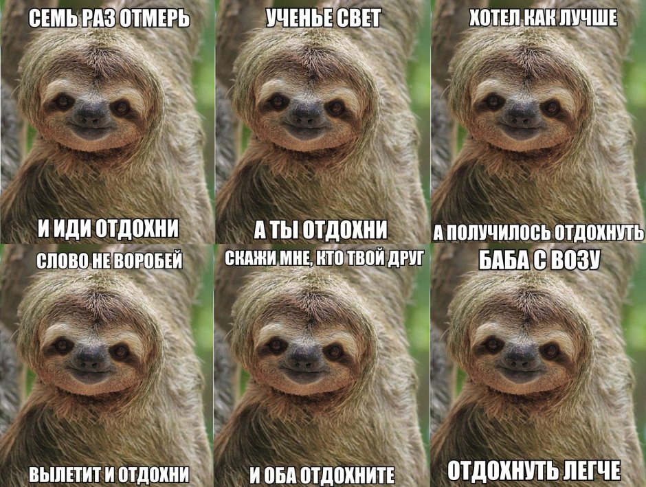 Заппа собака