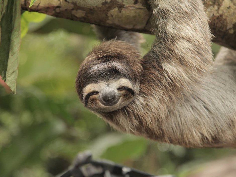 Grass Sloth