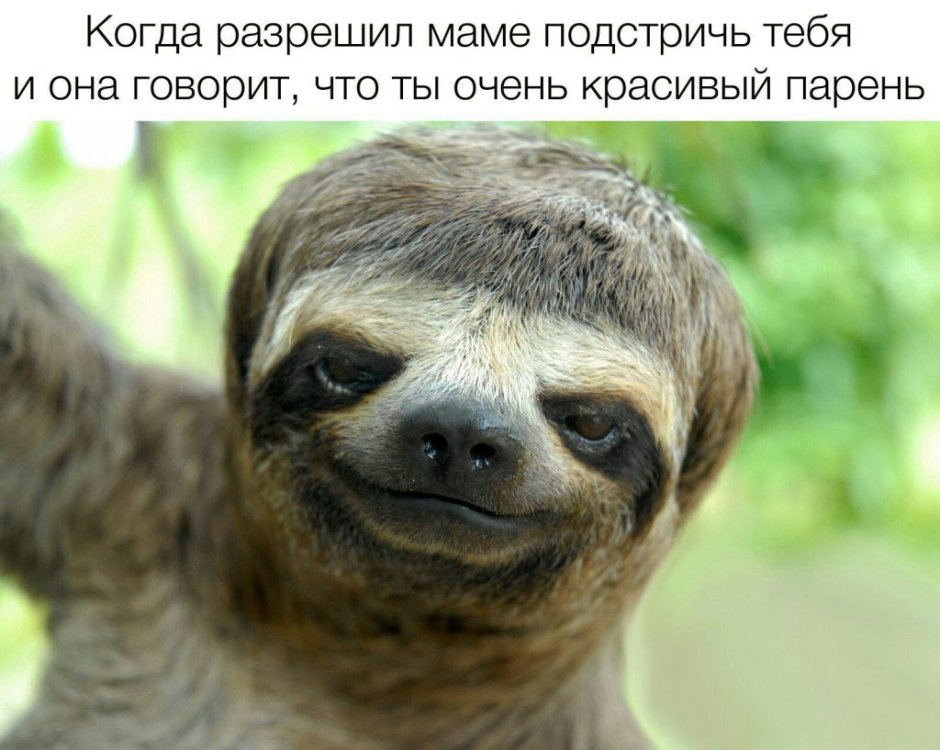 Животные дауны