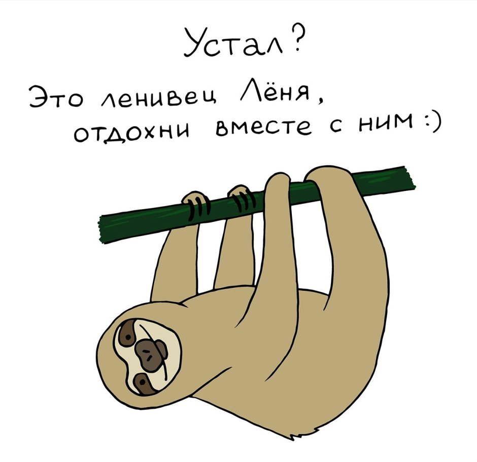 Член ленивца