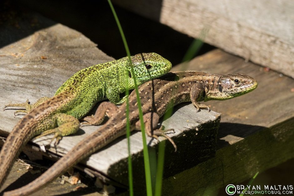 Lacerta vivipara