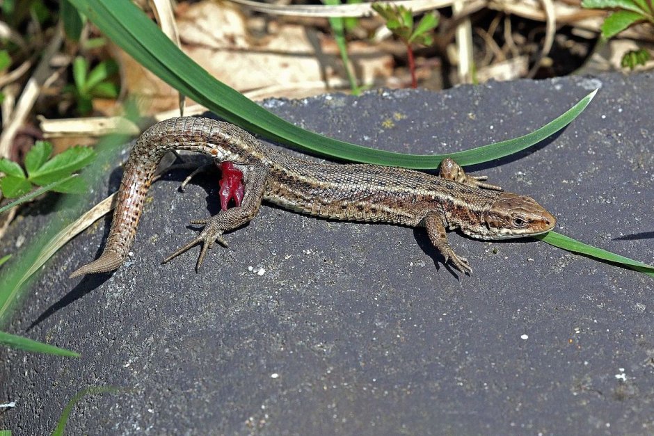 Lacerta Agilis