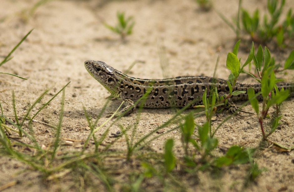Полосатая ящерица Lacerta strigata