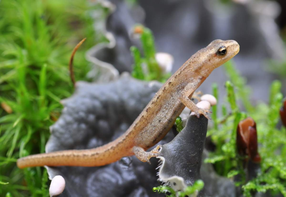Прыткая ящерица Lacerta Agilis Максим Рыжов