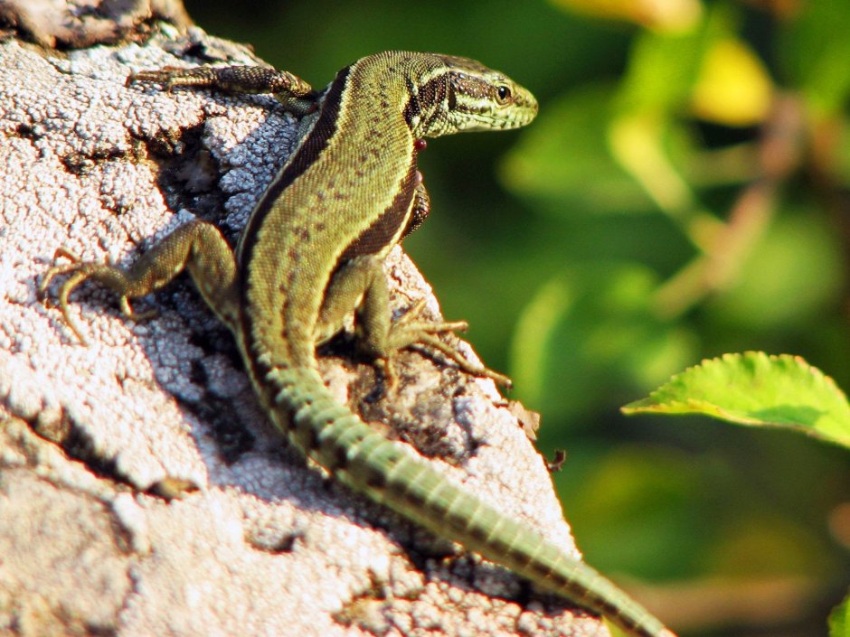 Обыкновенный Тритон (Triturus vulgaris)