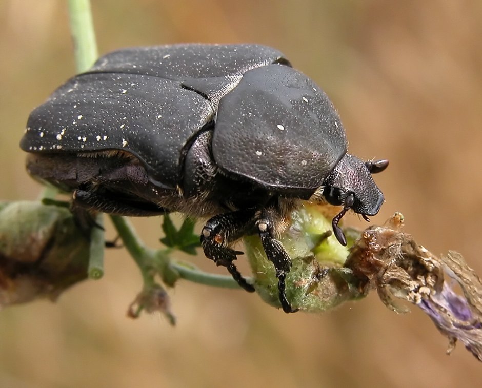 Protaetia Morio