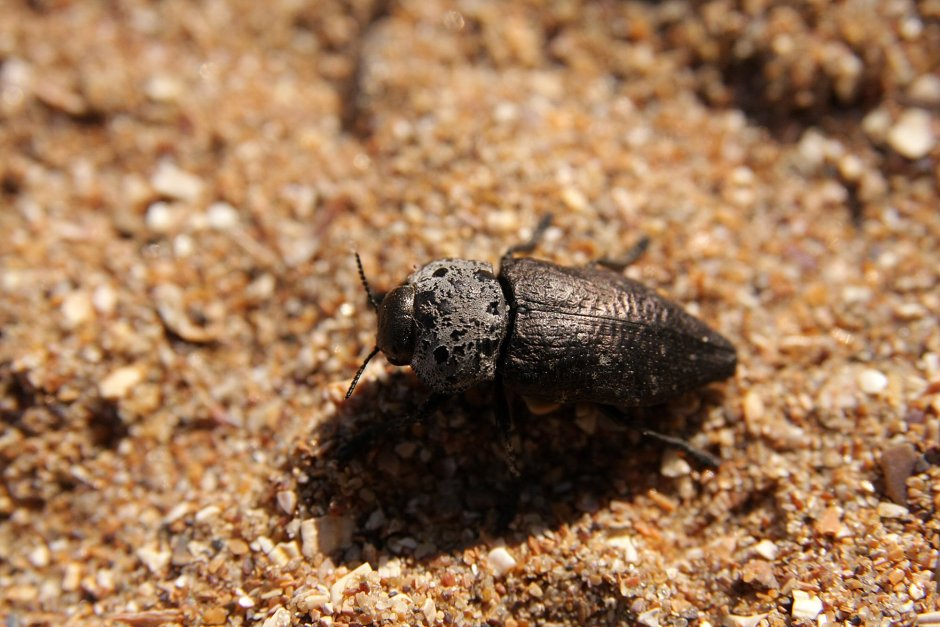 Capnodis tenebrionis - Златка чёрная