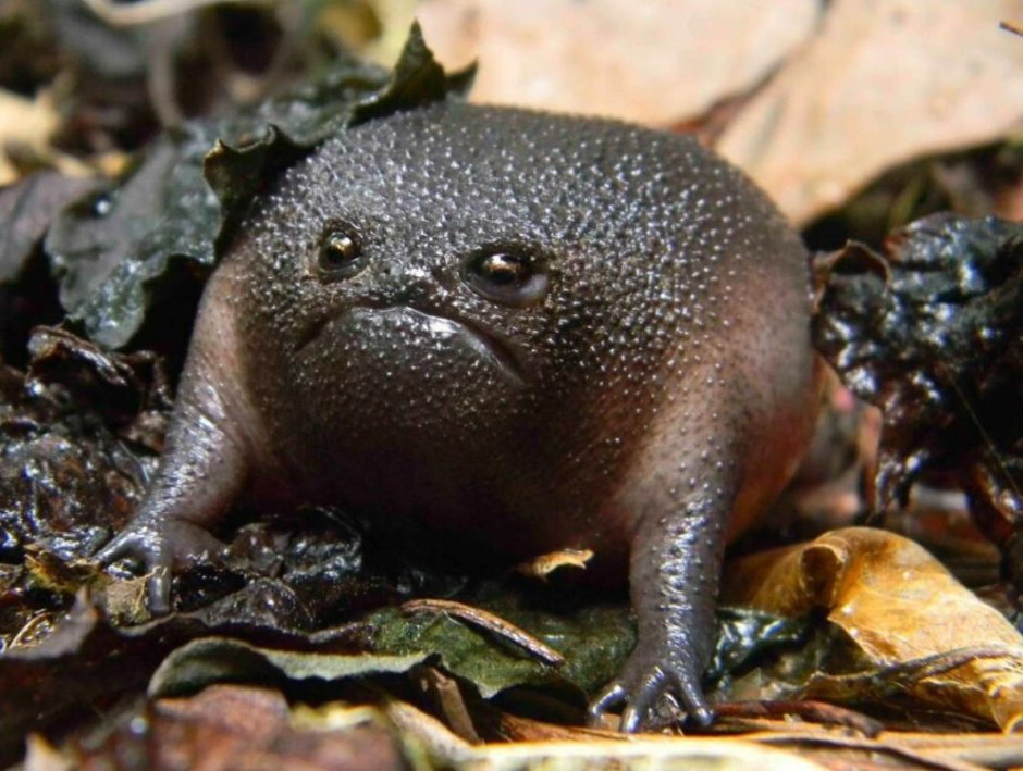 Galeruca tanaceti