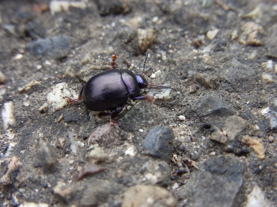 Cicindela sylvatica
