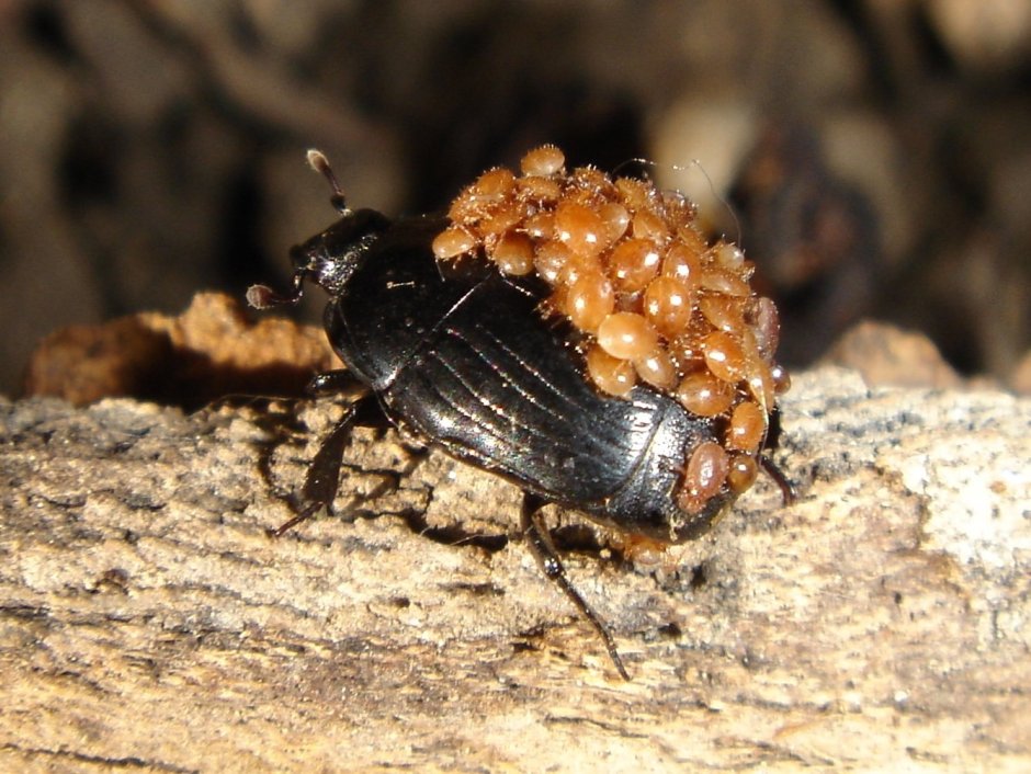 Acanthocinus aedilis