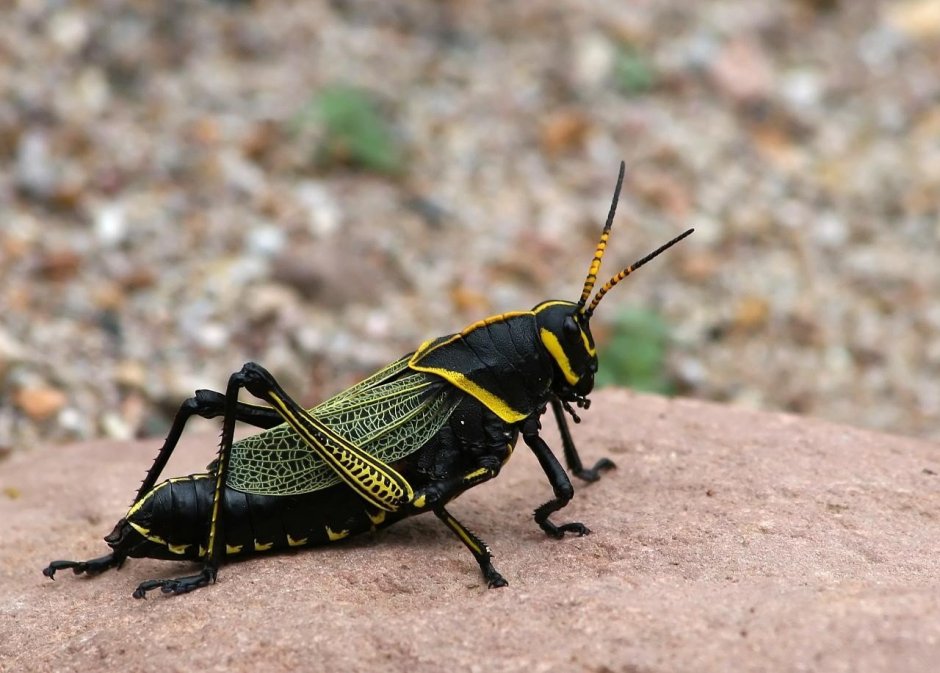 Радужный кузнечик Dactylotum bicolor