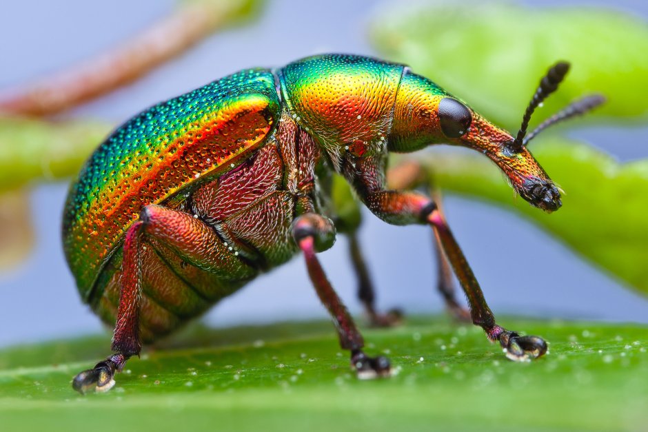 Радужный кузнечик Dactylotum bicolor
