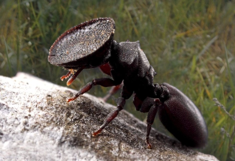 Муравьи-кефалоты (cephalotes)