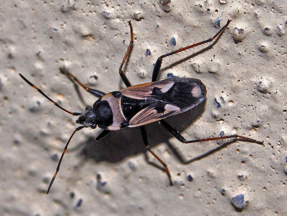 Клоп наземник Rhyparochromus vulgaris