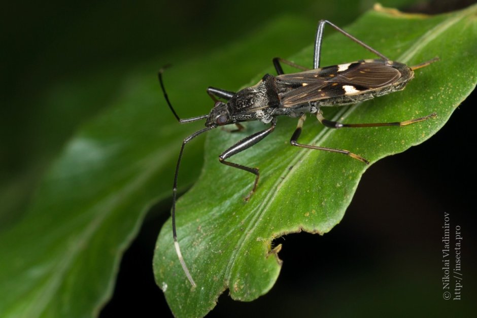 Rhyparochromus Pini