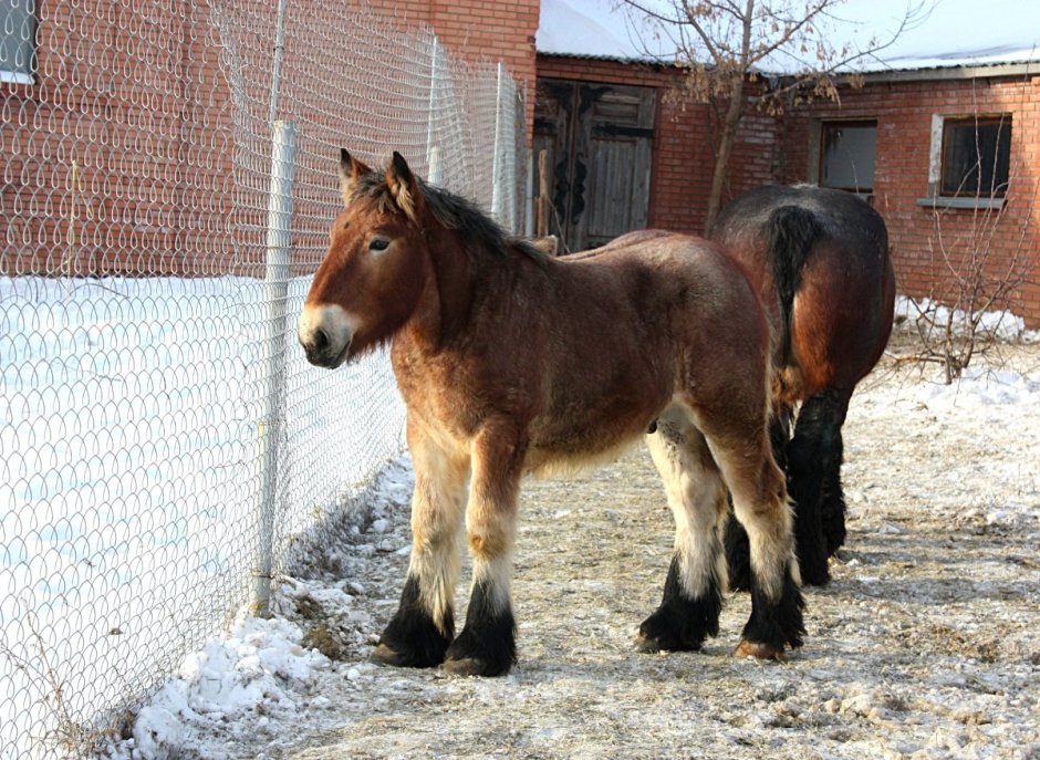 Жеребенок Шайра