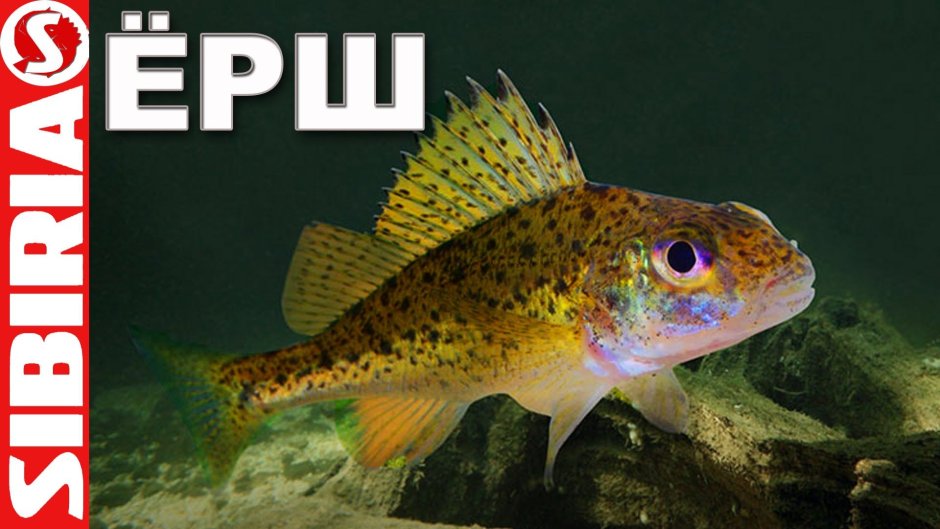 Ратан головешка рыба