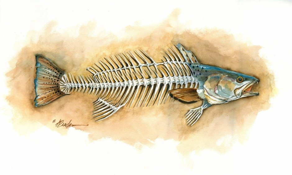 Елец обыкновенный Leuciscus Leuciscus